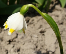 Цветок белоцветника больше похож на цветок ландыша, только крупнее
