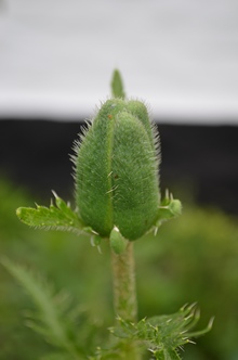 Вся надземная зеленая масса растения имеет щетинки, которые препятствуют испарению лишней влаги, фото vesta800