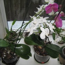 Цветут молодые розетки фаленопсиса с 4 листочками всего