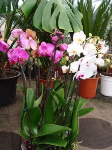 Моноподиальные орхидеи фаленопсисы