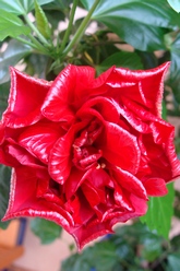 Суданская роза