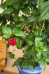 Суданская роза