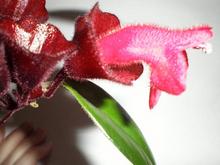 Цветок эсхинантуса за яркую окраску чашечки, похожей на колпачок, называют цветком-помадой