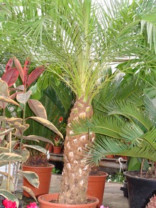 Изящная финиковая пальма вида Робелена