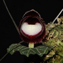 Корибас, или сплагиаченная шлемовидная орхидея