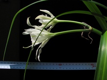 Длина венчика цветка достигает и 25 см