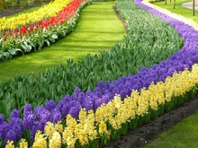 Гиацинты и тюльпаны Кекенхоф, фото из интернета