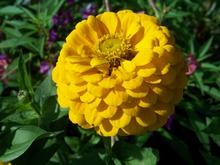Ярко-желтый цветок майора
