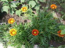 Гацания пригодна и для альпинариев, и как почвопокровник, и для цветочных миксов, фото Ольги Людовой
